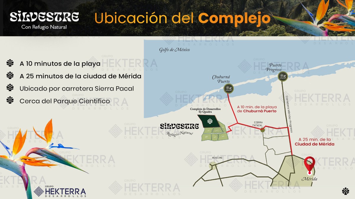 Silvestre imagen 3